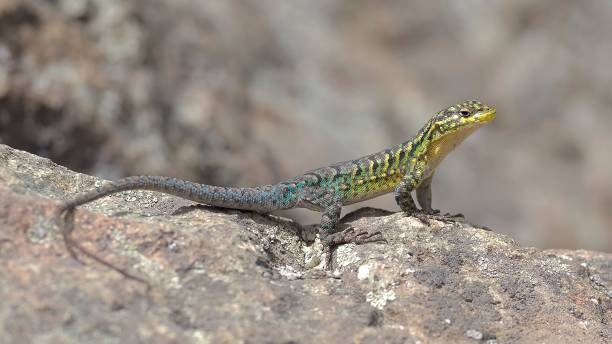 istock A male Slender Tree Lizard on a large rock in rural Chile 1970876129
