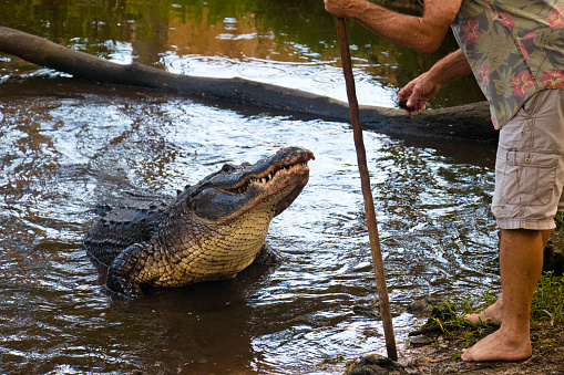 A man feeds his real American alligator meat snacks. This man lives with his alligator in Southwest Florida, USA.