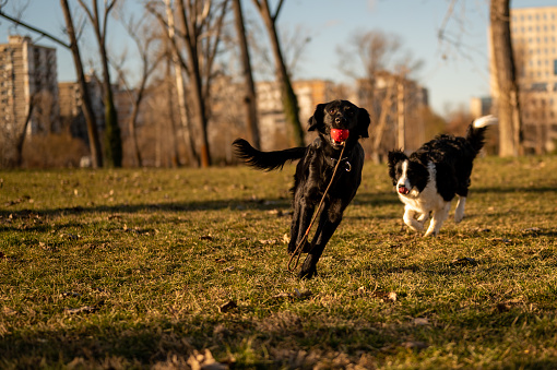 Two dogs running in park, catching ball