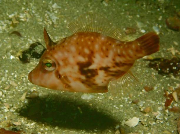 istock Velvet leatherjacket fish Port Phillip Bay 1970884143