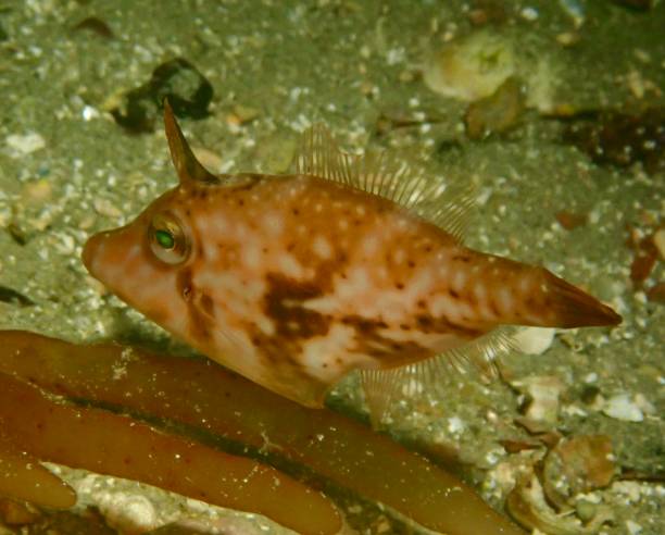 istock Velvet leatherjacket fish Port Phillip Bay 1970884652