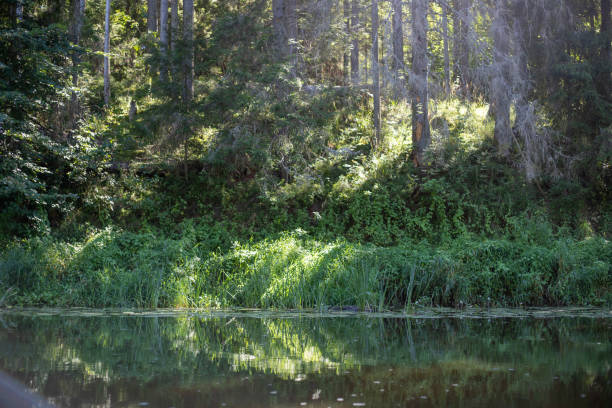 The still waters of a serene lake reflect the dense greenery of a forested area, capturing a tranquil moment in nature.