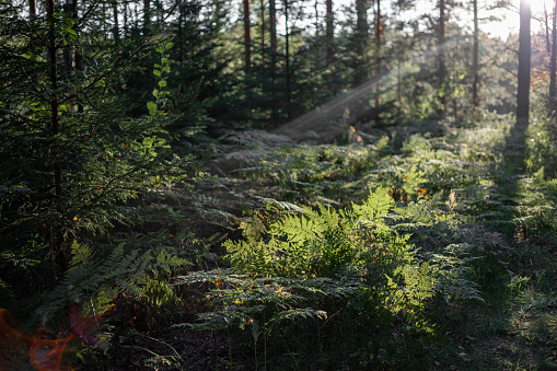Sunlight Filtering Through Forest Trees onto Ferns