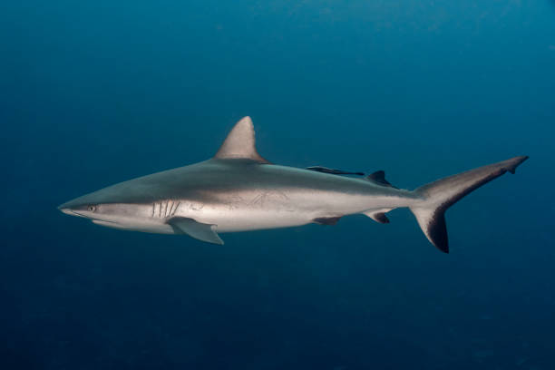 istock Carcharhinus amblyrhynchos 1970888336