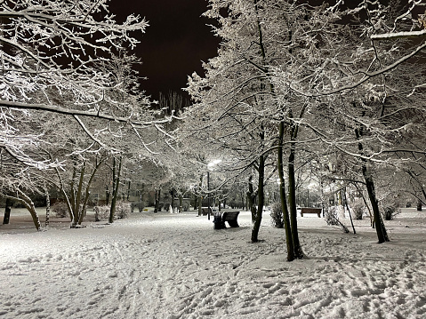 Snow-covered trees in a park.