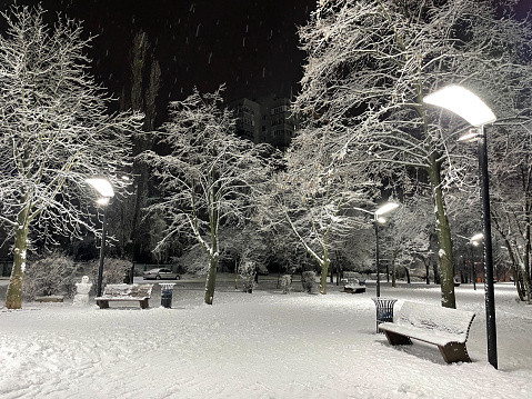 Snow-covered trees in a park.