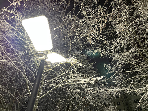 Street light among snow-covered branches.