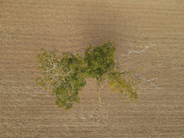 istock Plowed farm field with soil and a tree from above 1970910815