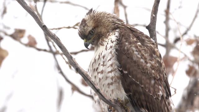 Red tailed hawk and falling snow Denver Colorado winter