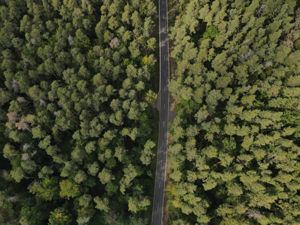 istock View from above of a road between forest trees 1970915547