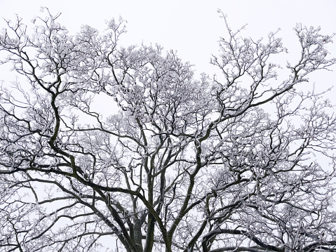 Tree branches covered with ice against a sky covered with clouds.