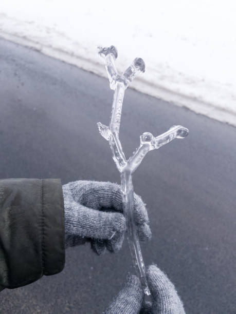 A gloved female hand holds a piece of ice in the shape of a tree branch.