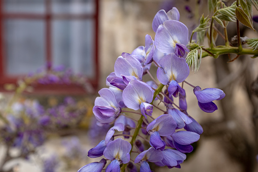 Close view of a wisteria flower. Taken on a early spring overcast spring day in France with no people.