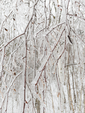 Ice on tree branches in winter.