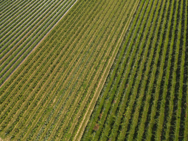istock View from above of raspberry plantation in summer 1970918767
