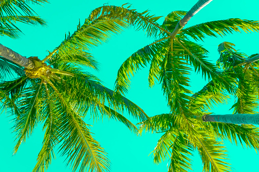 Looking up at palm trees at  beach in tropical location against brilliant neon green sky.