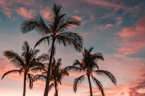 Palm trees at  beach in tropical location against brilliant blue and pink sunset sky.