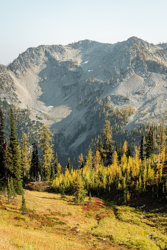 The beautiful Larch trees on Maple Pass Hike in the high altitudes of Northern Washington