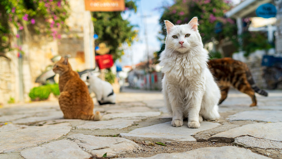 cats of turkey in vintage small streets