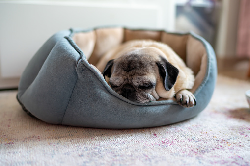 small dog sleeping indoor, domestic animal