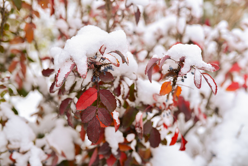 Snow-covered autumn tree branches with red-maroon leaves