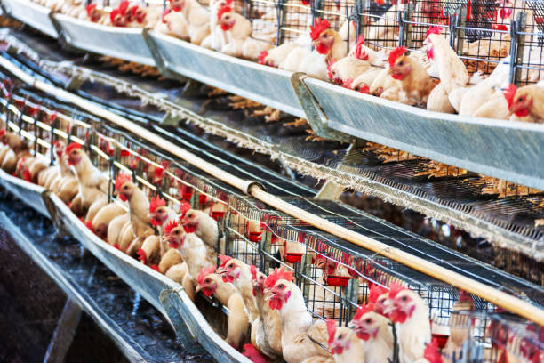 istock Small business farming , egg production, hens in the cages 1970954001