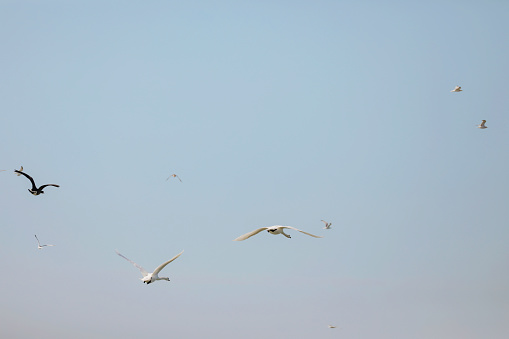 Mute swans, Canadian geese, and seagulls flying over a bay.