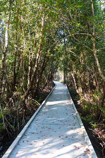 Boardwalk through a large creek in the Four Mile Cove a mangrove forest, the natural vegetation of Florida, USA. Tidewater flows into the creek bringing fish and shellfish into the marshes and mixing salt and fresh water.