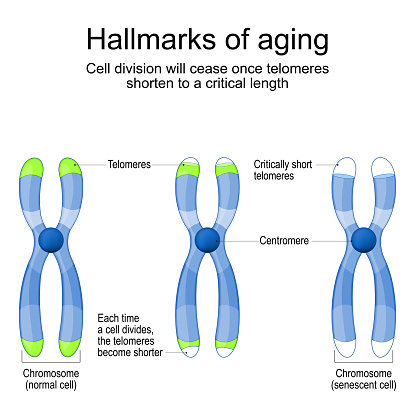 Hallmarks of aging. Chromosomes with Telomeres before and after division of new and senescent cell. Cell division will cease once telomeres shorten to a critical length. Cellular aging. Vector illustration