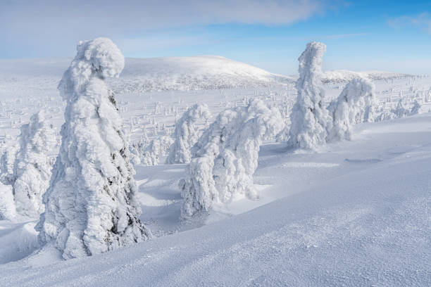 istock Snowy trees on mountain 1970969326