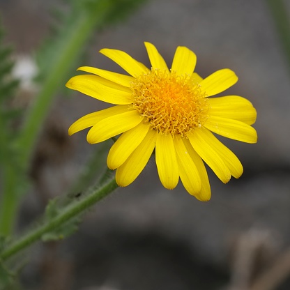 A single flower of the China del Campo (Aldama revoluta), sometimes locally called the “Botón De Oro Del Monte”, growing in central Chile, near the capital, Santiago de Chile. It is a member of the Asteraceae family and native to Chile.