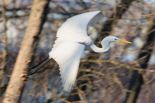 Panning of a Great White Heron in flight.