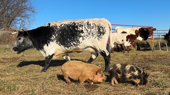 A black and white horned cow and two multi-colored pigs walking past each other in a pasture. Biodiversity on farms. Coexistence. Blue sky. Shot on a regenerative farm in North Carolina, USA
