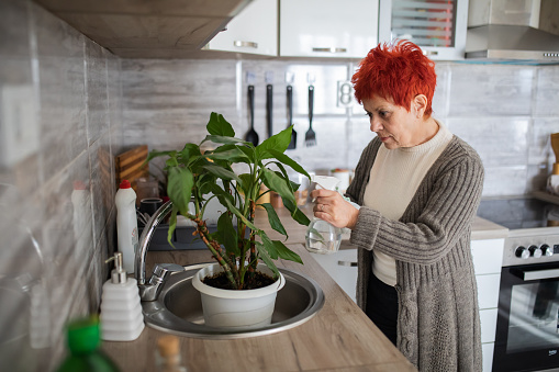 Senior woman with red hair is cleaning leaves on her houseplant with spray bottle with water and cloth. Enjoying retirement days.