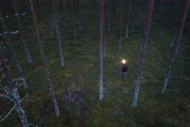A man with a headlamp wanders through a pine forest, drone photo.High quality photo
