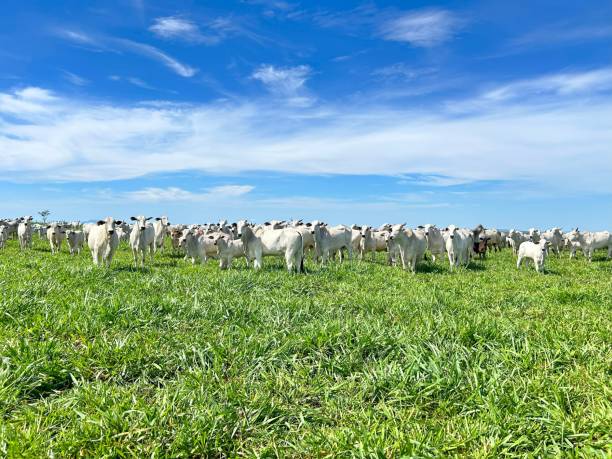 istock Beautifull  Nellore beef cattle grazing intensive tropical pasture in Brazil project 1971021131