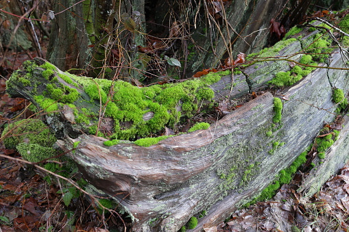Green moss on tree bark at the edge of a forest in Metro Vancouver, British Columbia. Winter afternoon.
