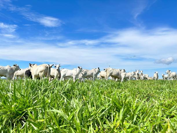 istock Beautifull  Nellore beef cattle grazing intensive tropical pasture in Brazil project 1971025310