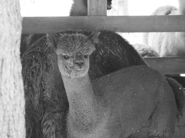 alpaca - softness wildlife horizontal black and white ストックフォトと画像