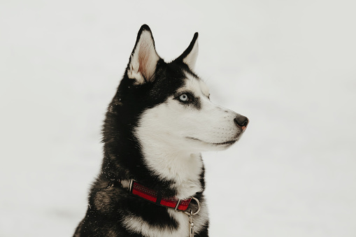 A close up shot of a beautiful, six~ year~ old husky.