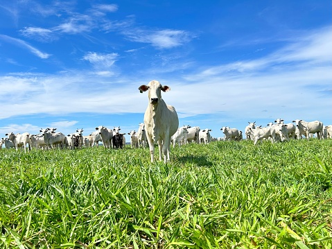 Beautifull  Nellore beef cattle grazing intensive tropical pasture in Brazil project