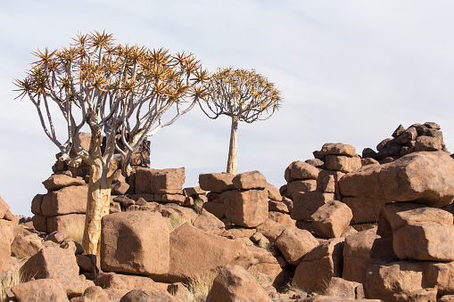 Nice landscape with quiver tree in Namibia