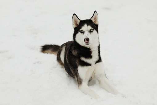 A beautiful, six~ year~ old husky in the snow.