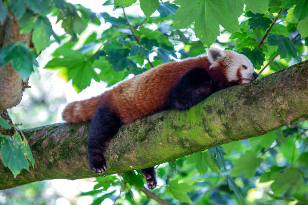 istock Red Panda (Ailurus fulgens) in the Himalayan Forests 1971080946