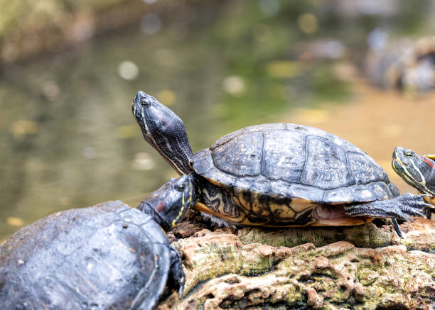 istock Red-eared Slider Turtle (Trachemys scripta elegans) in North America 1971081990
