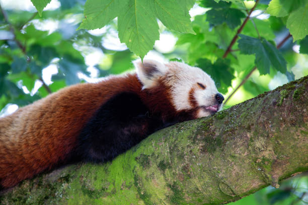 istock Red Panda (Ailurus fulgens) in the Himalayan Forests 1971082057