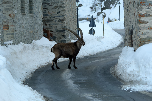 Alpine Ibex among the houses in the Gran Paradiso national park