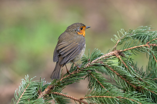 Robin on fir branch