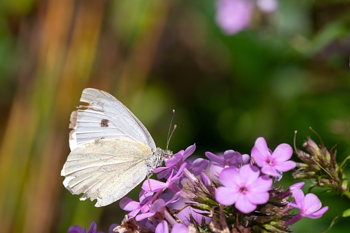 Close up of cabbage white (pieris rapae) butterfly pollinating pink garden phlox (phlox paniculata) flowers