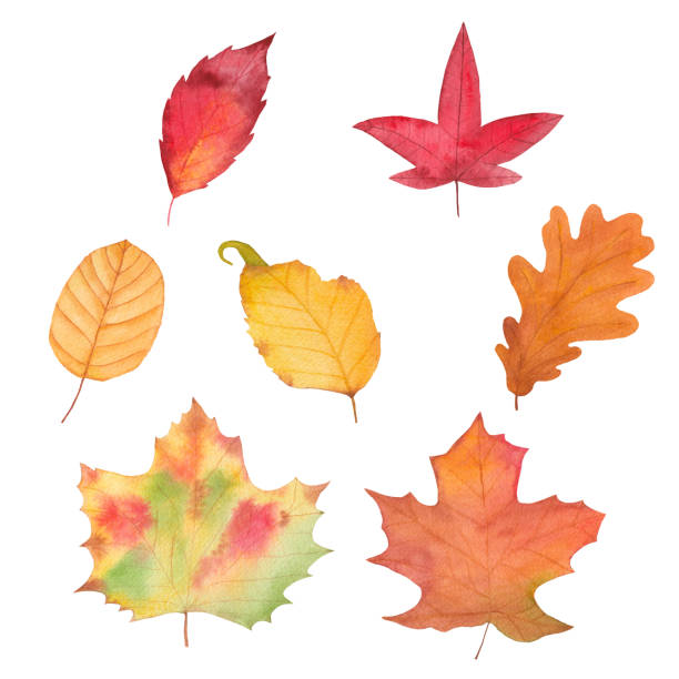 istock watercolor fall autumn leaf set - red, green, brown, gond, scarlet.set of objects on a white background. Forest design elements. Hello Autumn illustrations. Perfect for seasonal advertisement, invitations, cards 1971096835